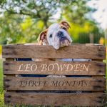 Leo Bowden - @leo.bowden - Instagram