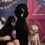Avah, Leo, Wylee & Bowie 🐩 - @lifeof.poodles__ - Instagram