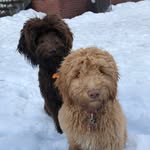 Bowie and Leo - @bowie.and.leo - Instagram