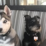 Buster+ Leo feat Bowie - @the_adventures_of_buster_leo - Instagram
