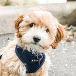 Leo + Bowie 🐾 - @little_leo_the_dood - Instagram