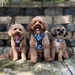 Leo | Bowie | Cooper - @3doodles_in_sc - Instagram