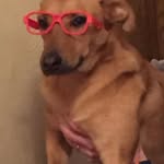 Leo and bowie - @leo_and_bowie101 - Instagram