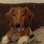 Leo - @leonardo_bowiee - Instagram