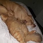 Leo+Coolyun+now Bowie - @leo.coolyun.bowie - Instagram