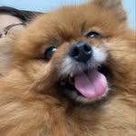 Moodaeng and The dogs - @leo_bowie_mimi_momo_kingkong - Instagram
