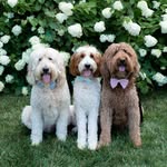 Leo, Bodhi & Lux Bowles - @leo.bodhi.lux - Instagram