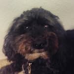 Leo Bragg - @leo_is_a_poodle_08 - Instagram