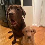 Leo - Brun Labrador🐶 & Tyson - Gul Labrador🐶 - @brodernaplaywaters - Instagram