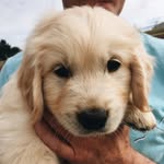 Hunter Leo Burrell - @hunter.the.golden.retriever - Instagram
