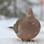 LeoBurrell - @thechunkydove - Instagram