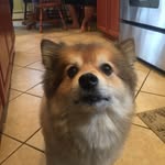 Leopotamus - @_leo__cabrera_ - Instagram
