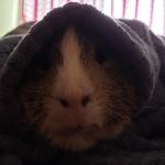 Leo Carpenter - @leocarpenter2008 - Instagram
