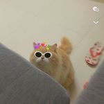 Leo🐾 - @leoc.ash - Instagram