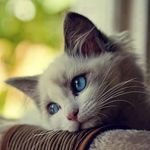 Leo Castle - @geckos.sh.6 - Instagram