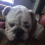 Leo Chapman - @leochapman_lexy - Instagram