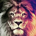 Leo chapman - @leo_thelion06 - Instagram