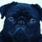 @leo_chapman_ - Instagram