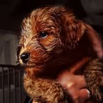 Leo Cobberdog - @leothecobberdog - Instagram