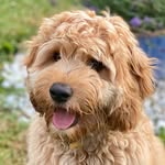 🦁Leo - @leo.the.cobberdog - Instagram