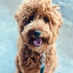 Leo the Cobberdog - @leo_the_cobberdog - Instagram