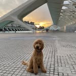 LeoCobberdog - @leo_cobberdog - Instagram