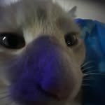 leo - @leo._conners - Instagram