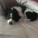 Leo - @leoconroy11 - Instagram