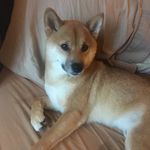 Leo Rutherford Conroy 🐾🐕 - @angelbabyleo - Instagram