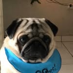 Leo Cornell-Castro - @iamleocornell - Instagram