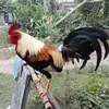 Leo Corpuz - @leo.corpuz25 - TikTok