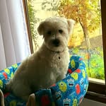 leo_cotonterruer - @leo_cotonterrier - Instagram