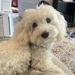 LeoLeo Coton - @leo_coton22 - Instagram