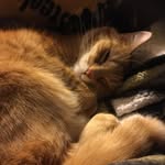 Leo Cotter - @orangemonkeycat - Instagram