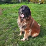les leo de la couronne - @lesleodelafermedelacouronne - Instagram