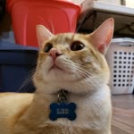 Hi! I'm Leo - @leocrookshanks - Instagram