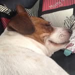 Leo Crook - @leo_doggo_crook - Instagram