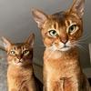 Crosby_and_Leo - @crosby_and_leo - TikTok