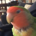 Leo crowley - @leo._.main_ - Instagram