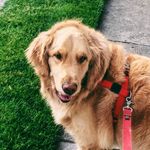 Leo Crowley - @leo.the.retriever - Instagram