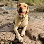 Leo Crowley Wright - @leo_the_lab01 - Instagram