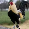 leocuevas519 - @leocuevas519 - TikTok