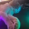 Leo Dahlqvist - @leodahlqvist - TikTok