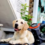 Labrador 🐶 - @leo_darling__ - Instagram