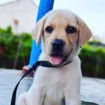 Leo 🐾🐶 - @_leo_darling_ - Instagram