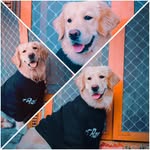 @leo_darling_leo_darling - Instagram