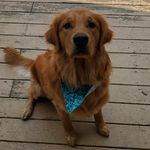 Leo Davidson - @goldenleo320 - Instagram