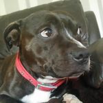 Leo Davidson - @leo_dogs_rule_2018 - Instagram