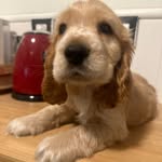 Leo de Andaba Xey🧸🧡 - @leodeandabaxey - Instagram