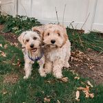 Layla and Leo Miller Devine - @layla_andleopups - Instagram